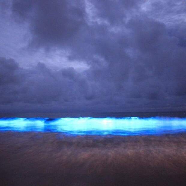 Биолюминесцентные морские водоросли у берегов Тасмании водоросли, море, свечение