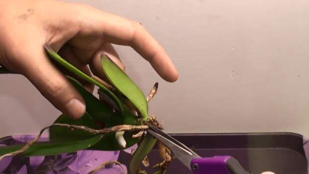 Как правильно обработать орхидею