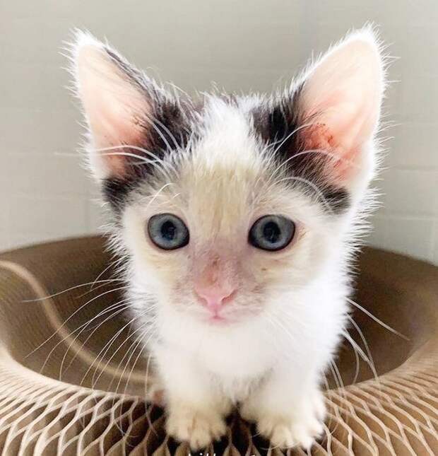 Котенок с лишними пальцами Котенок сидит