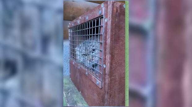 Лензоопарк: невесту манула Шу заселили в вольер