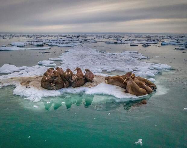 Дикие животные и подводный мир на снимках Дмитрия Коха