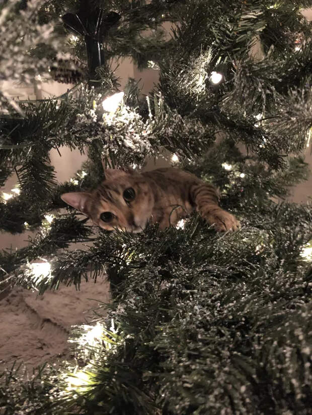 Кто кого: кошки против новогодних елок. Скоро в каждой квартире страны