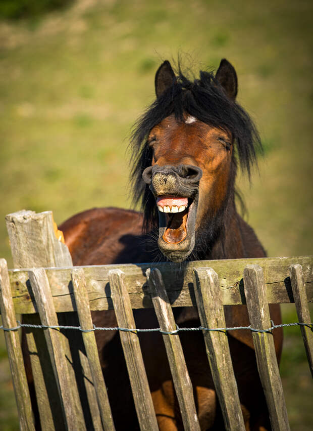 Финалисты фотоконкурса домашних животных Comedy Pet Photography Awards 2020