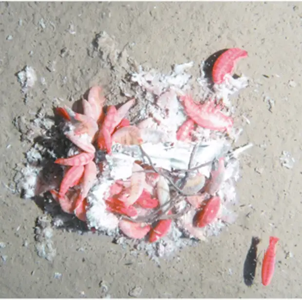 В глубинах океана обнаружен гигантский бокоплав-падальщик