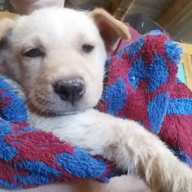 adopted-dogs-first-day-home-22-5795f65ff2788__700