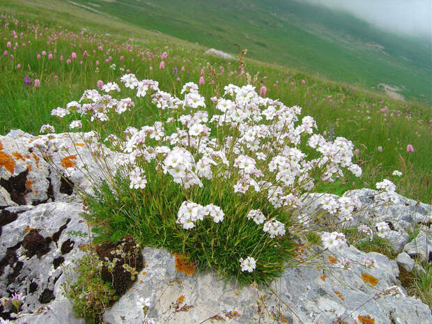 Альпийские луга Лагонаки (Адыгея).