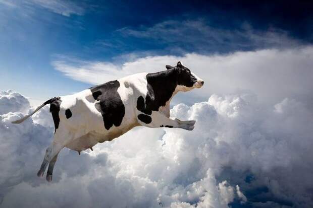 Летающая корова оказалась не фантастикой. /Фото: chrontime.com