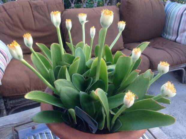 Гемантус белоцветковый (Haemanthus albiflos)