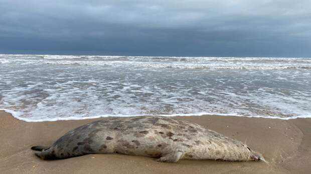 Мертвого сивуча с выжженным клеймом на брюшке прибило к берегу Сахалина