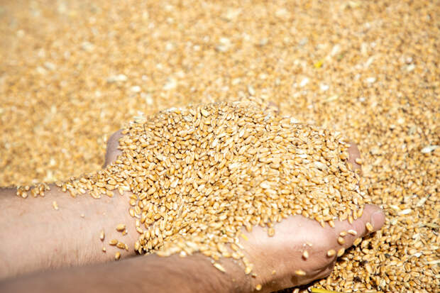 Россельхознадзор аннулировал декларацию на 1 300 тонн пшеницы из-за нарушений