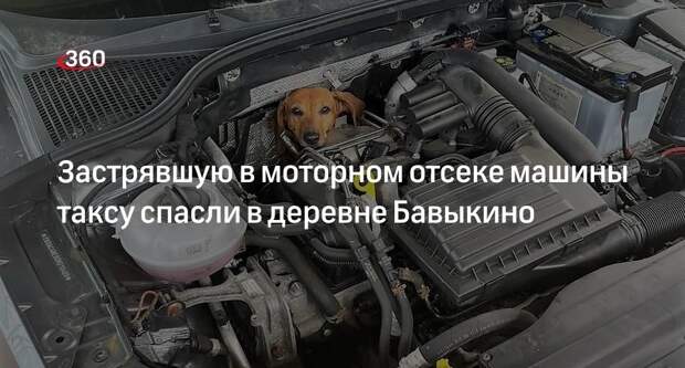 Застрявшую в моторном отсеке машины таксу спасли в деревне Бавыкино