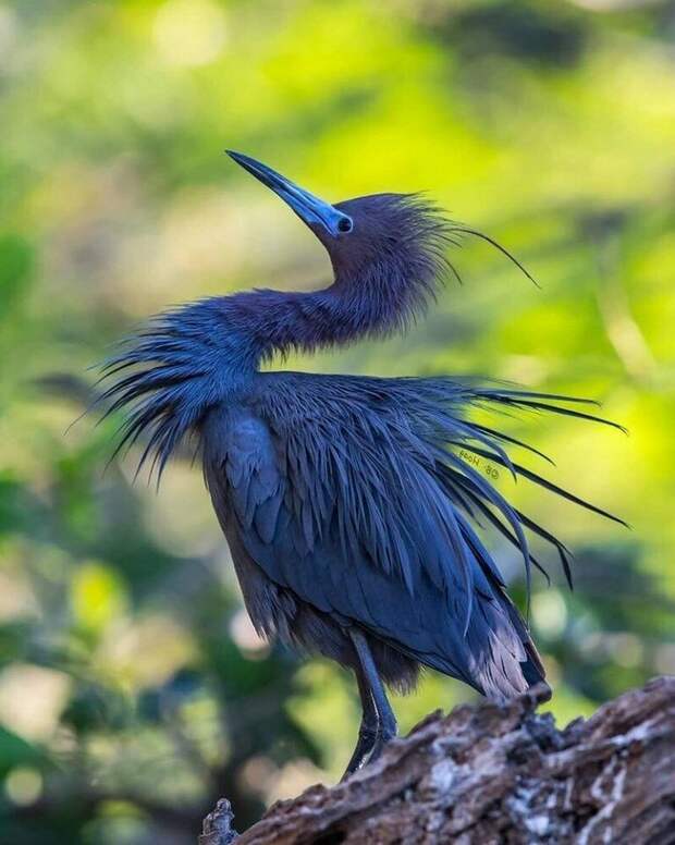 Так вот ты какая - синяя птица счастья! #Синяя_цапля #голубая_цапля #птицы_красивые #blue_heron #beautiful_birds #пернатые #орнитолог