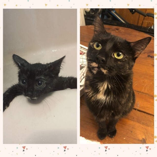 Снимки животных до и после того, как они обрели дом и любящих хозяев