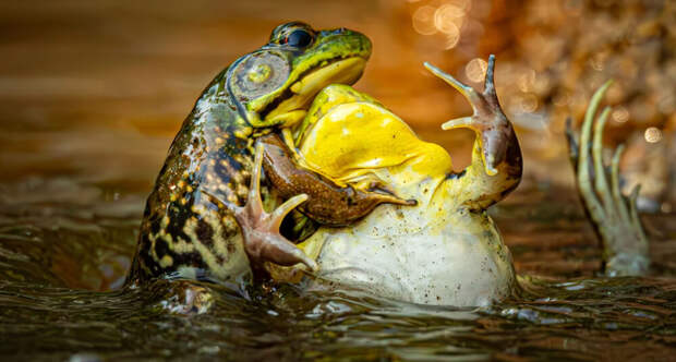 Лучшие научные снимки 2025 года