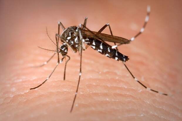 Как защититься от укусов комаров и мошек: 5+ эффективных народных средств против насекомых