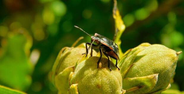 Новые виды насекомых найдены в Казахстане