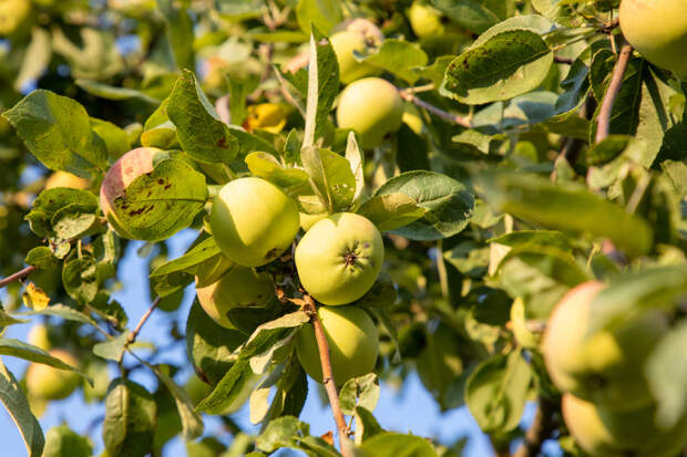 Предприятие в Тульской области торговало сомнительными саженцами яблонь и груш