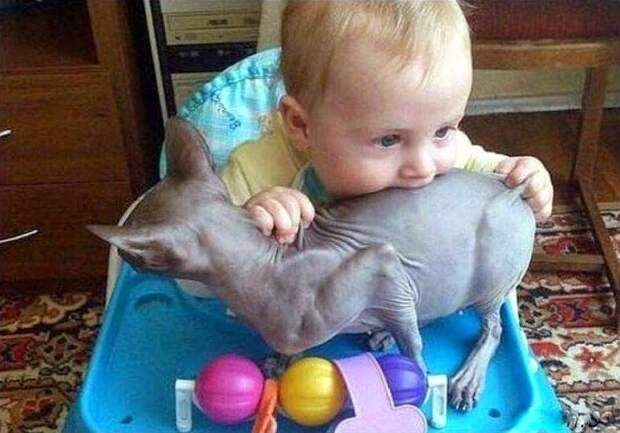 Животные, которые живут с детьми, попадают в рай без очереди