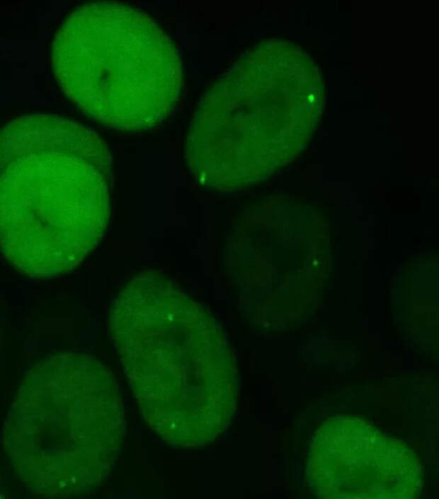 Самый эффективный способ визуализации хроматина в клетках определили в МГУ
