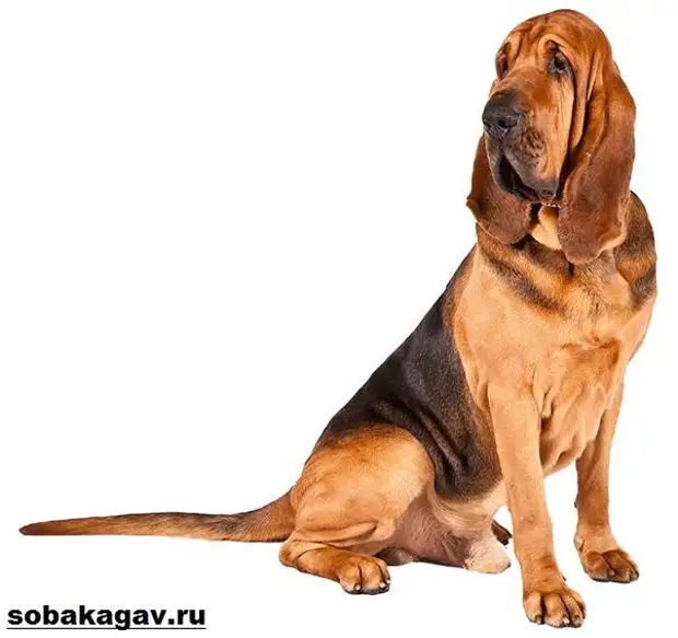 Бладхаунд собака. Описание, особенности, уход и цена бладхаунда