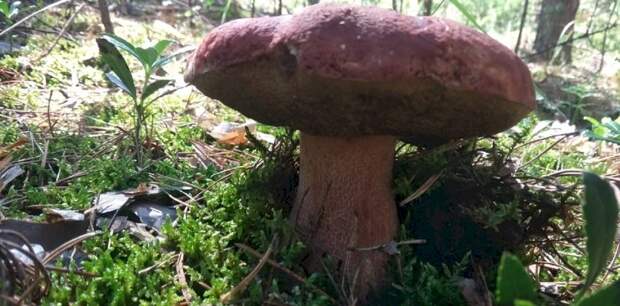 На Алтае пошли первые белые грибы