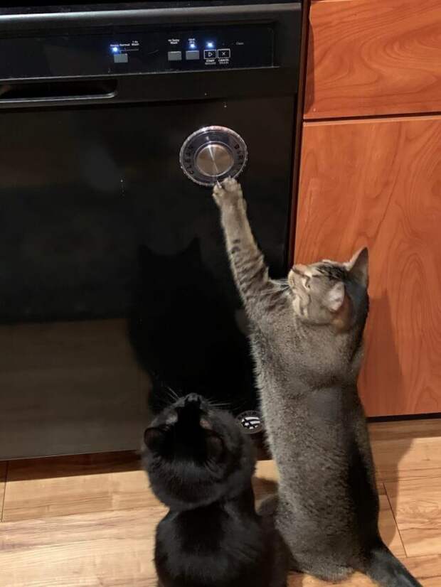 2 кота возле плиты