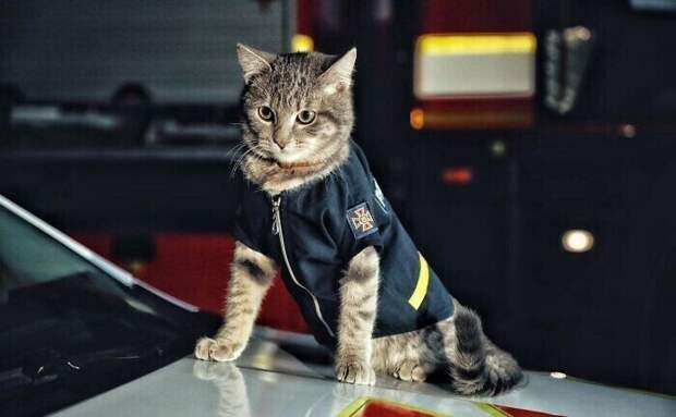 Чивас - кот-пожарный из Киева
