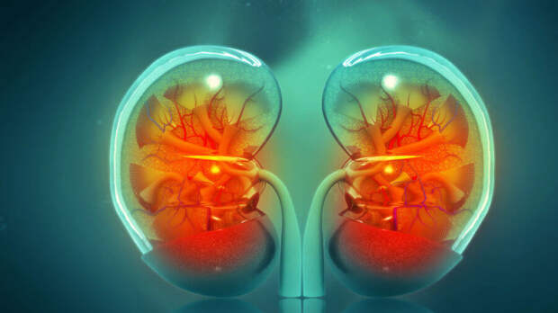 cross section of human kidney 3D printing biotechnology
