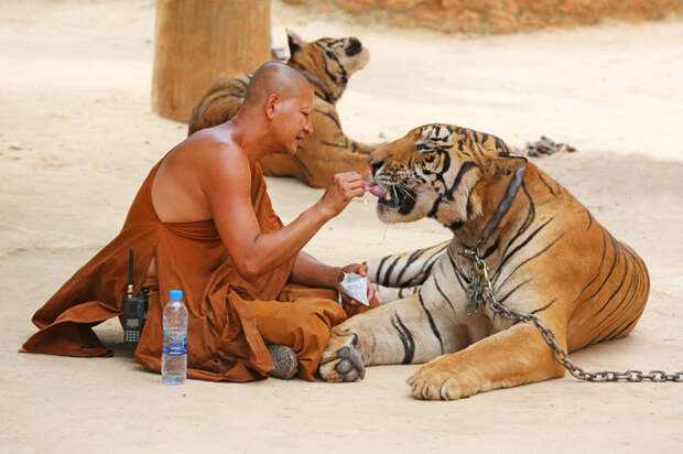 Буддист и его ручной тигр в Храме тигров в Таиланде подборка фото, хорошие фото, эмоции