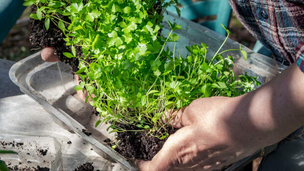 Не опоздать на грядку: дачникам дали советы по посеву перцев, капусты и цветов