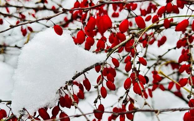 Температура в Рязанской области уже ночью упадет до -20°С