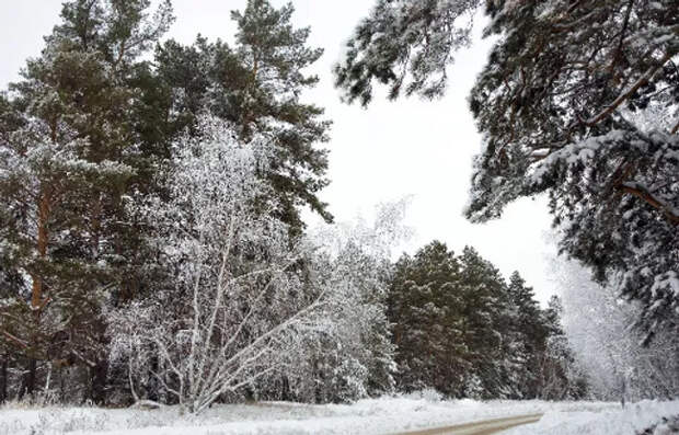 Стало известно, как пропавшие в Ленобласти отец с сыном пережили ночь в лесу