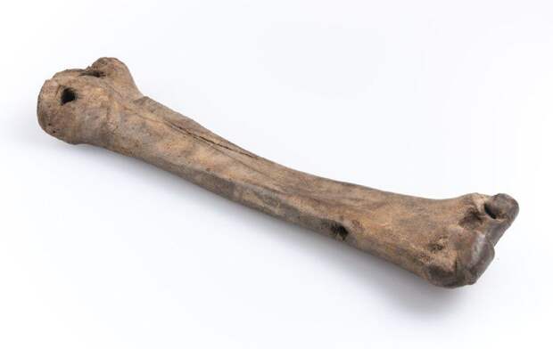 На выставке в Великом Новгороде покажут костяные коньки XII века