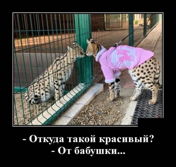 Кошачьи демотиваторы демотиваторы, коты, юмор