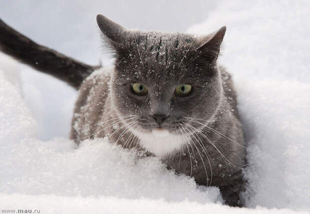 Снежные кошки - 