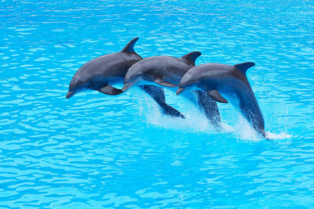 PRF: хвост дельфина создает водные вихри, обеспечивая мощную движущую силу