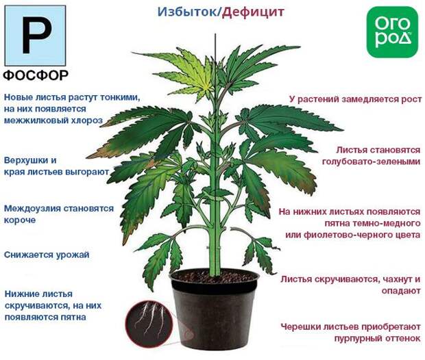 К чему приводит избыток и дефицит фосфора у растения