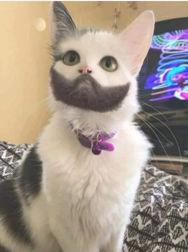 17 животных, на которых природа доказала, что она отличный художник
