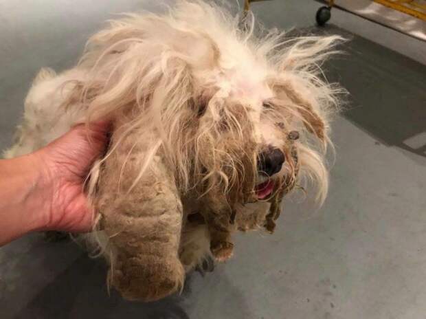 собака Голландия, спасатели подстригли собаку 