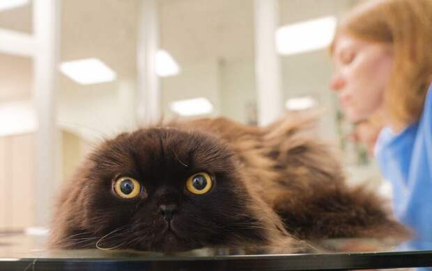 Любят ли коты своих хозяев