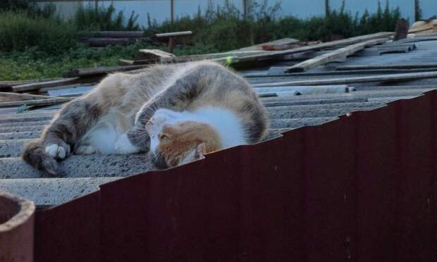 В майские праздники воздух в Архангельской области прогреется до +18 градусов