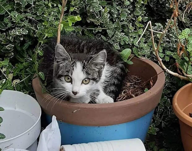 Без кота и жизнь не та