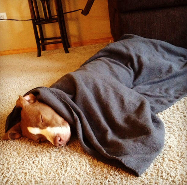 adopted-dogs-first-day-home-83-57977aeceac1b__700