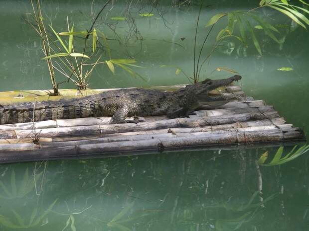 Центральноамериканский крокодил, или крокодил Мореле (Crocodylus moreletii)  животные, интересно знать, крокодил, факты