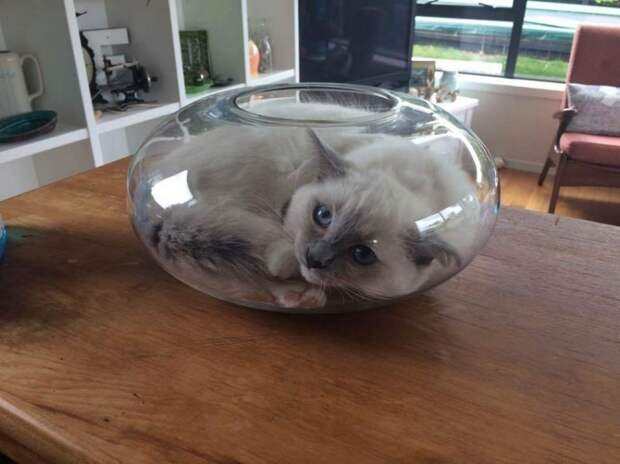 Коты, которых можно налить в любую емкость животные, приколы, удачный кадр, юмор
