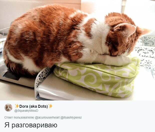 смешные коты кот притворяется спящим