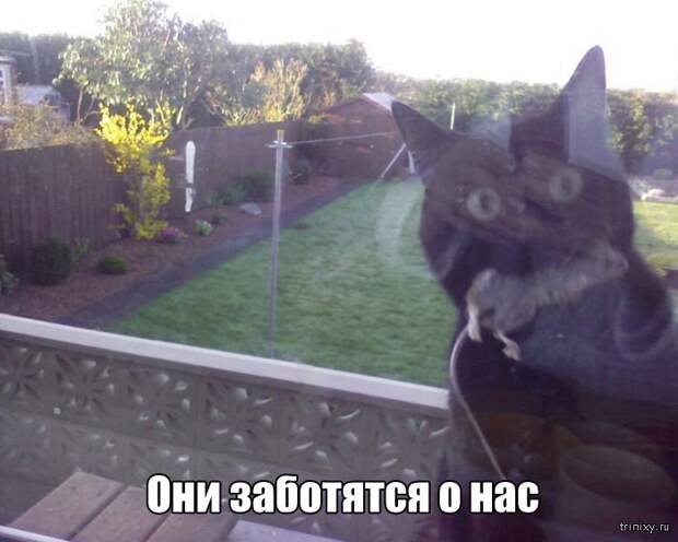 Вещи, которые до боли знакомы всем кошатникам (20 фото)