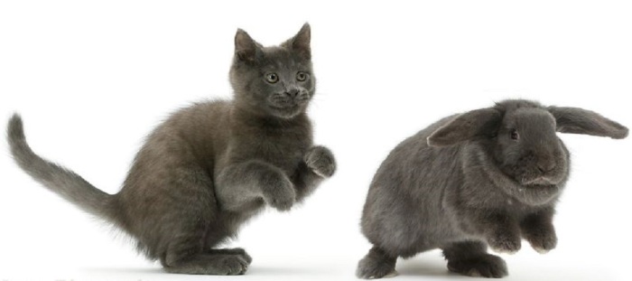 Кот, который любит повторять за кроликом абсолютно все.