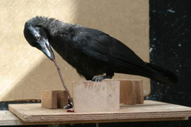 Corvus Sapiens? животные, факты