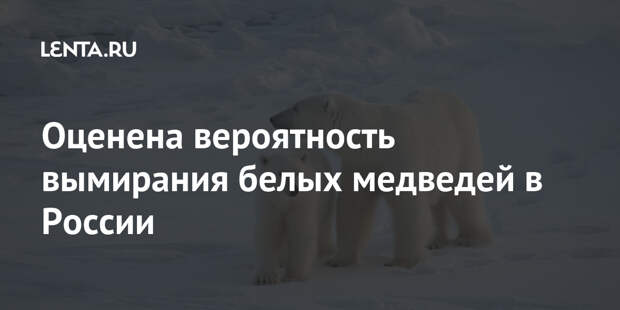 Оценена вероятность вымирания белых медведей в России